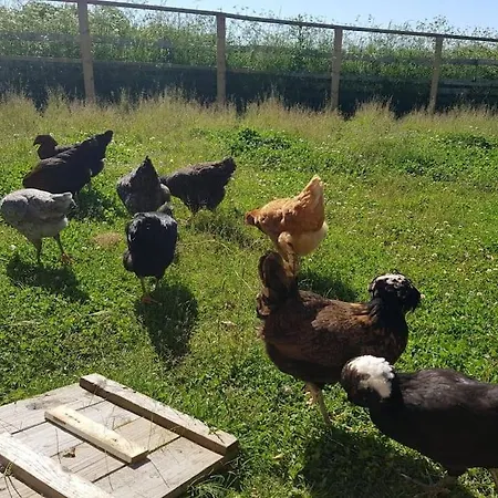 Stjerneskud Διαμέρισμα Bindslev